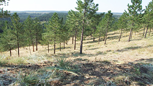 Image of forested side hill with clearance between trees