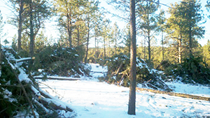 Image of cleared forest floor with burn piles on the ground