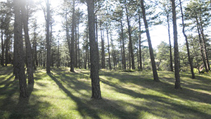 Image of large residential property with space between large, well-trimmed pine trees